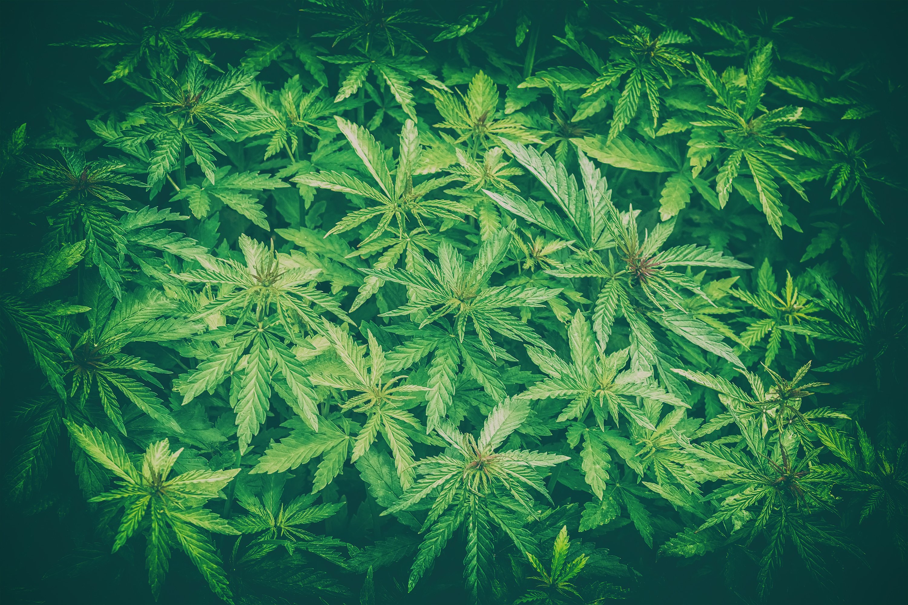weed possession charges