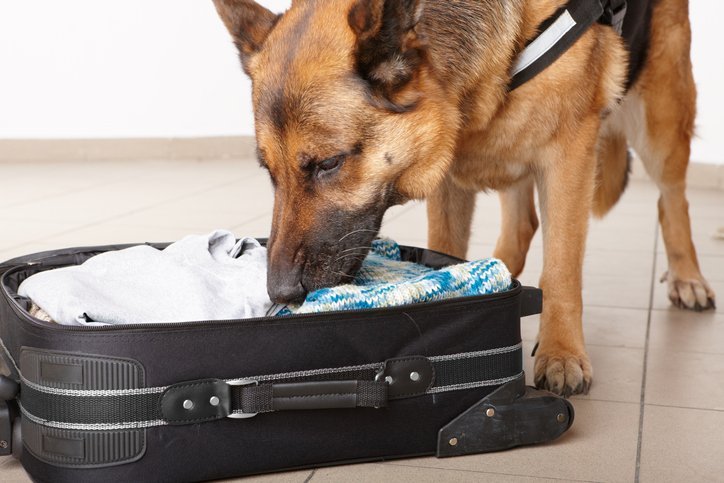 search and seizure