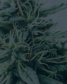 Possession with Intent to Deliver Marijuana and Tetrahydrocannabinol: Deferred Sentence