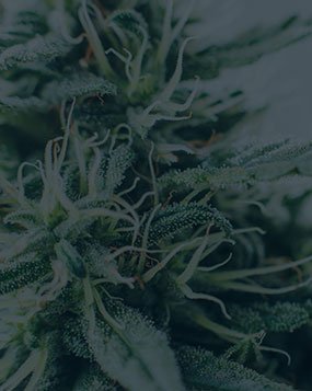 Possession with Intent to Deliver Marijuana and Possession of Tetrahydrocannabinol: Deferred Sentence.